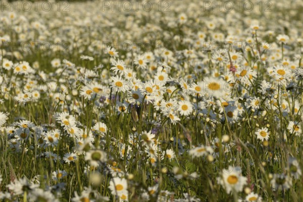 Oxeye daisy (Leucanthemum vulgare) flowers in a meadow in summer, England, United Kingdom