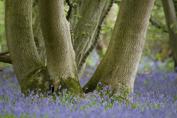 Common English bluebell (Hyacinthoides non-scripta) flowers in a woodland in spring, England, United Kingdom