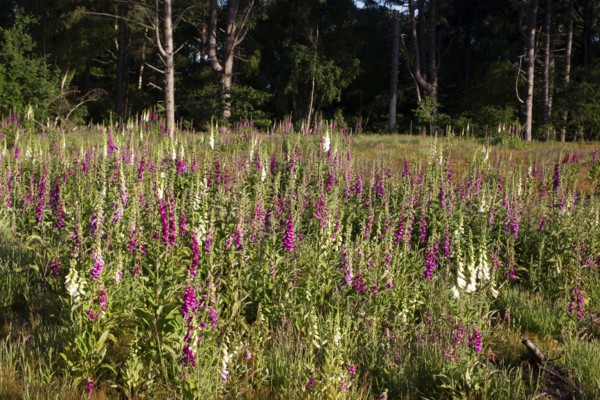 Foxglove (Digitalis purpurea) flowers in a woodland in summer, England, United Kingdom