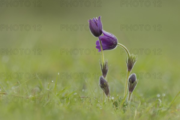 Pasque (Pulsatilla vulgaris) flower in spring, England, United Kingdom