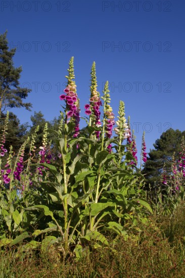 Foxglove (Digitalis purpurea) flowers in a woodland in summer, England, United Kingdom