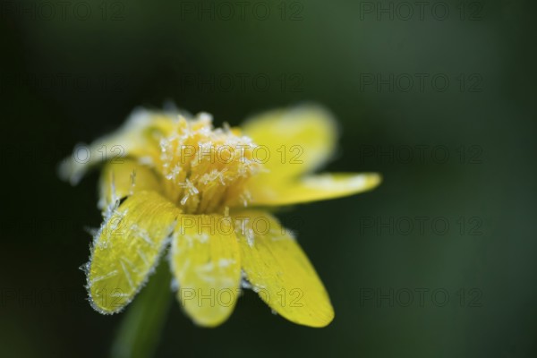 Corn marigold (Glebionis segetum) flower covered with frost, England, United Kingdom