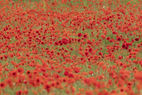 Common field poppy (Papaver rhoeas) flowers in a field in summer, England, United Kingdom