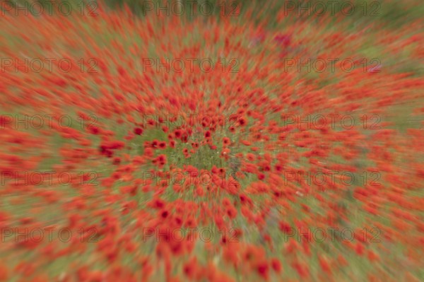 Common field poppy (Papaver rhoeas) flowers in a field in summer, England, United Kingdom