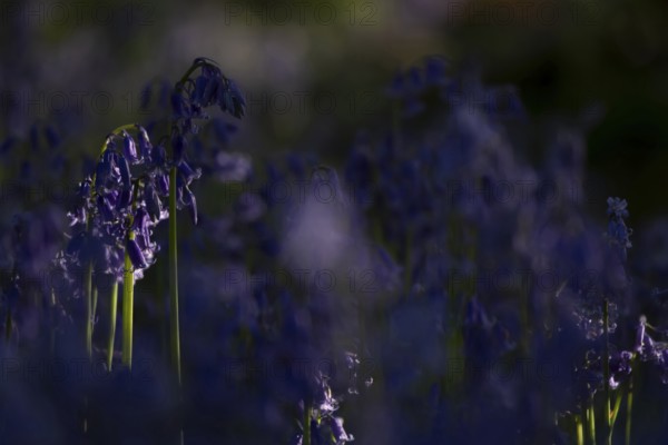 Common English bluebell (Hyacinthoides non-scripta) flowers in a woodland in spring, England, United Kingdom