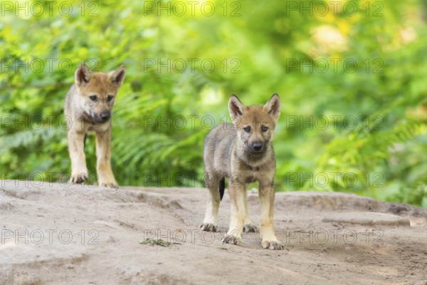 Eurasian wolf (Canis lupus lupus) cubs (youngster) on a little sand hill in the forest, Hesse, Germany