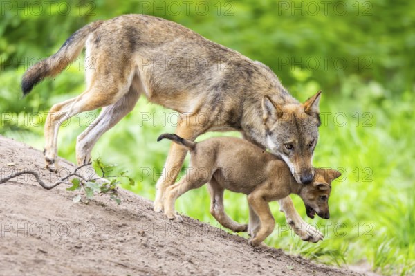 Eurasian wolf (Canis lupus lupus) mother playing with her cub (youngster) on a little sand hill in the forest, Hesse, Germany