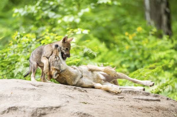 Eurasian wolf (Canis lupus lupus) mother playing with her cub (youngster) on a little sand hill in the forest, Hesse, Germany