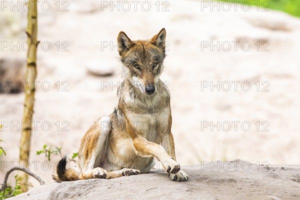 Eurasian wolf (Canis lupus lupus) lying on a little sand hill in the forest, Hesse, Germany