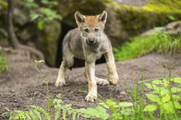 Eurasian wolf (Canis lupus lupus) cub (youngster) standing on a little sand hill in the forest, Hesse, Germany