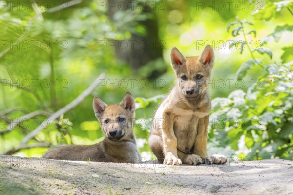 Eurasian wolf (Canis lupus lupus) cubs (youngster) on a little sand hill in the forest, Hesse, Germany