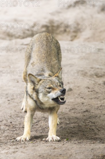 Eurasian wolf (Canis lupus lupus) standing on a little sand hill in the forest, Hesse, Germany