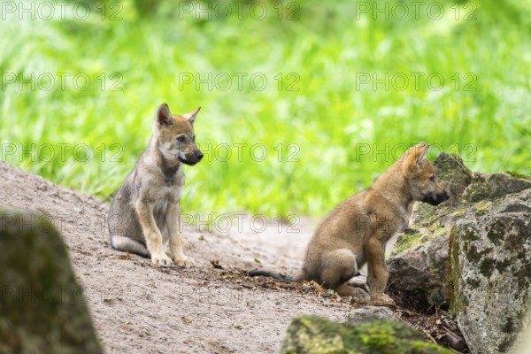 Eurasian wolf (Canis lupus lupus) cubs (youngster) on a little sand hill in the forest, Hesse, Germany