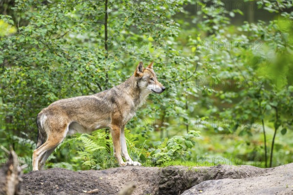 Eurasian wolf (Canis lupus lupus) standing in a forest, Hesse, Germany