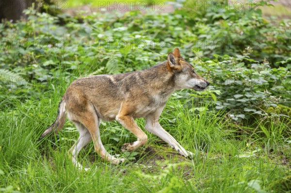 Eurasian wolf (Canis lupus lupus) walking in a forest, Hesse, Germany