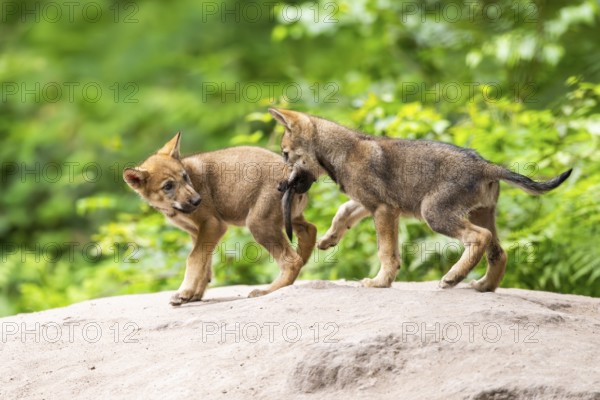 Eurasian wolf (Canis lupus lupus) cubs (youngster) on a little sand hill in the forest, Hesse, Germany