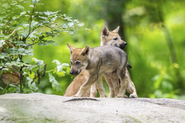 Eurasian wolf (Canis lupus lupus) cubs (youngster) on a little sand hill in the forest, Hesse, Germany