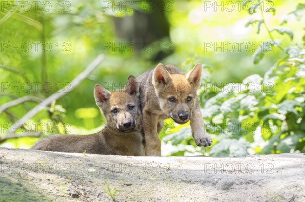 Eurasian wolf (Canis lupus lupus) cubs (youngster) on a little sand hill in the forest, Hesse, Germany