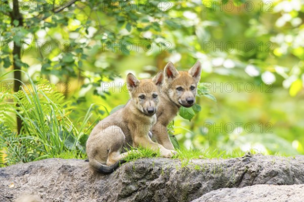 Eurasian wolf (Canis lupus lupus) cubs (youngster) on a little sand hill in the forest, Hesse, Germany