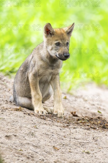 Eurasian wolf (Canis lupus lupus) cub (youngster) sitting on a little sand hill in the forest, Hesse, Germany