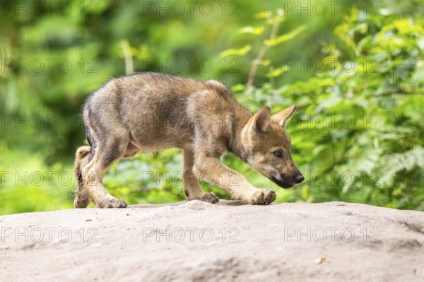 Eurasian wolf (Canis lupus lupus) cub (youngster) walking on a little sand hill in the forest, Hesse, Germany