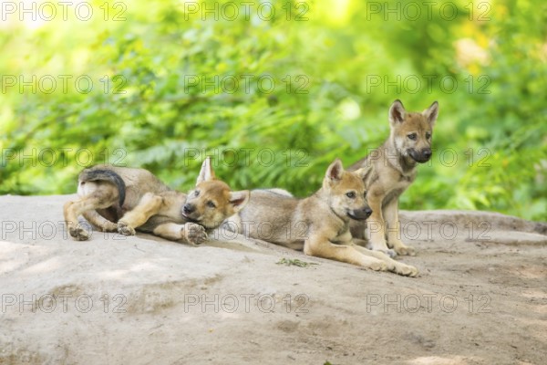 Eurasian wolf (Canis lupus lupus) cubs (youngster) on a little sand hill in the forest, Hesse, Germany