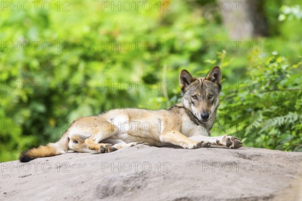 Eurasian wolf (Canis lupus lupus) lying on a little sand hill in the forest, Hesse, Germany