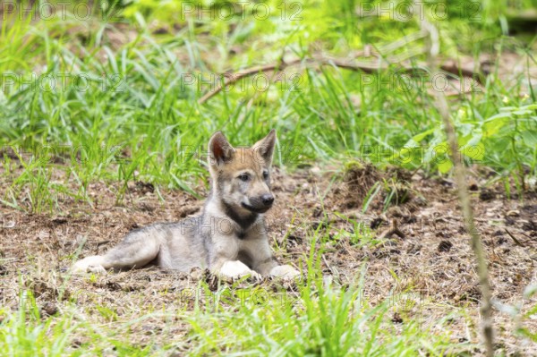 Eurasian wolf (Canis lupus lupus) cub (youngster) lying in the forest, Hesse, Germany