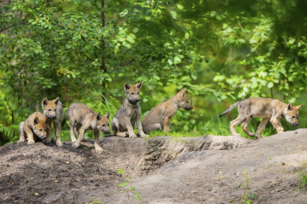 Eurasian wolf (Canis lupus lupus) cubs (youngster) on a little sand hill in the forest, Hesse, Germany