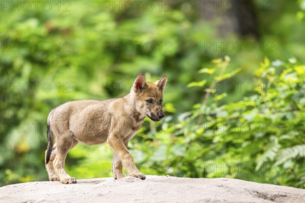 Eurasian wolf (Canis lupus lupus) cub (youngster) walking on a little sand hill in the forest, Hesse, Germany