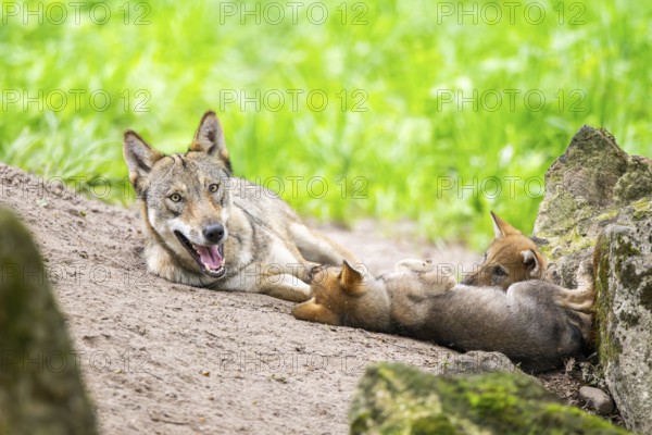 Eurasian wolf (Canis lupus lupus) mother playing with her cub (youngster) on a little sand hill in the forest, Hesse, Germany