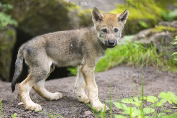 Eurasian wolf (Canis lupus lupus) cub (youngster) standing on a little sand hill in the forest, Hesse, Germany