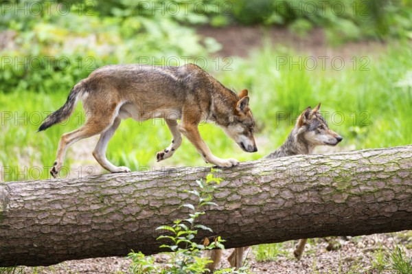 Eurasian wolf (Canis lupus lupus) running on a tree trunk in a forest, Hesse, Germany