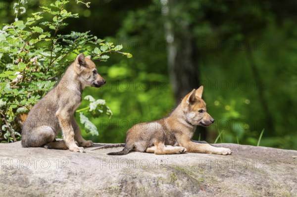Eurasian wolf (Canis lupus lupus) cubs (youngster) on a little sand hill in the forest, Hesse, Germany