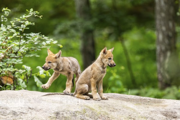 Eurasian wolf (Canis lupus lupus) cubs (youngster) on a little sand hill in the forest, Hesse, Germany