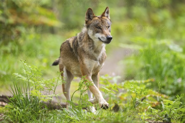 Eurasian wolf (Canis lupus lupus) walking in a forest, Hesse, Germany