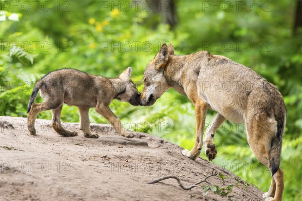 Eurasian wolf (Canis lupus lupus) mother playing with her cub (youngster) on a little sand hill in the forest, Hesse, Germany