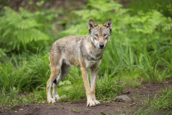 Eurasian wolf (Canis lupus lupus) standing in a forest, Hesse, Germany