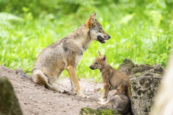 Eurasian wolf (Canis lupus lupus) mother playing with her cub (youngster) on a little sand hill in the forest, Hesse, Germany