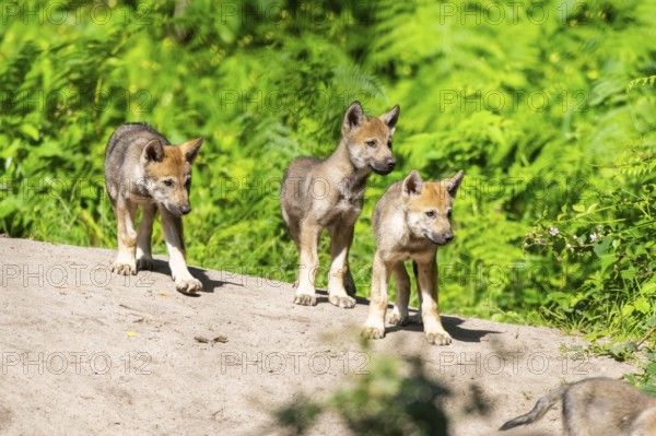 Eurasian wolf (Canis lupus lupus) cubs (youngster) on a little sand hill in the forest, Hesse, Germany