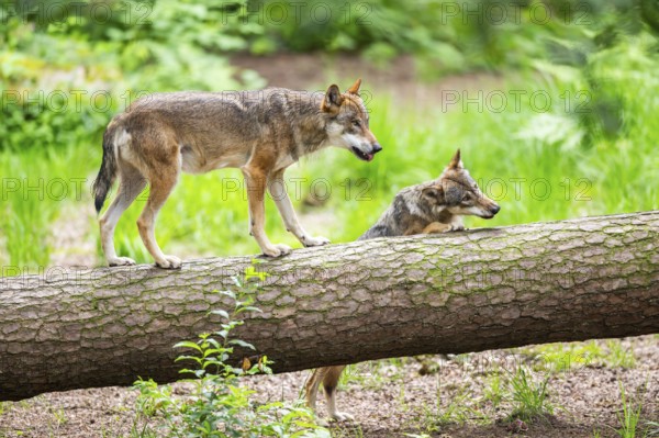 Eurasian wolf (Canis lupus lupus) running on a tree trunk in a forest, Hesse, Germany