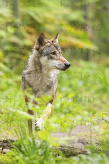 Eurasian wolf (Canis lupus lupus) walking in a forest, Hesse, Germany