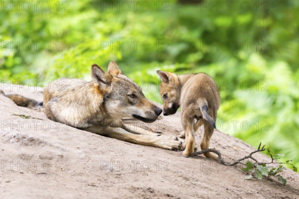 Eurasian wolf (Canis lupus lupus) mother playing with her cub (youngster) on a little sand hill in the forest, Hesse, Germany