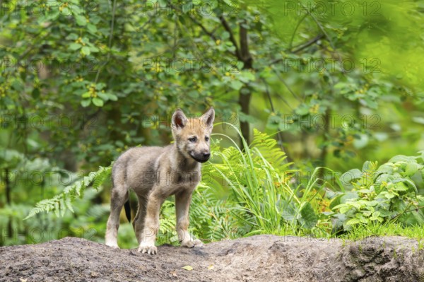 Eurasian wolf (Canis lupus lupus) cub (youngster) standing on a little sand hill in the forest, Hesse, Germany