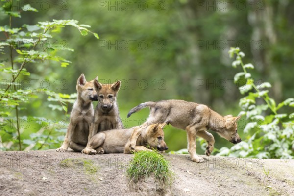 Eurasian wolf (Canis lupus lupus) cubs (youngster) on a little sand hill in the forest, Hesse, Germany
