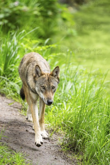 Eurasian wolf (Canis lupus lupus) walking in a forest, Hesse, Germany
