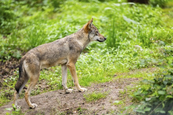 Eurasian wolf (Canis lupus lupus) standing in a forest, Hesse, Germany