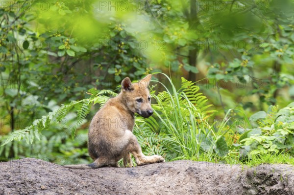 Eurasian wolf (Canis lupus lupus) cub (youngster) sitting on a little sand hill in the forest, Hesse, Germany