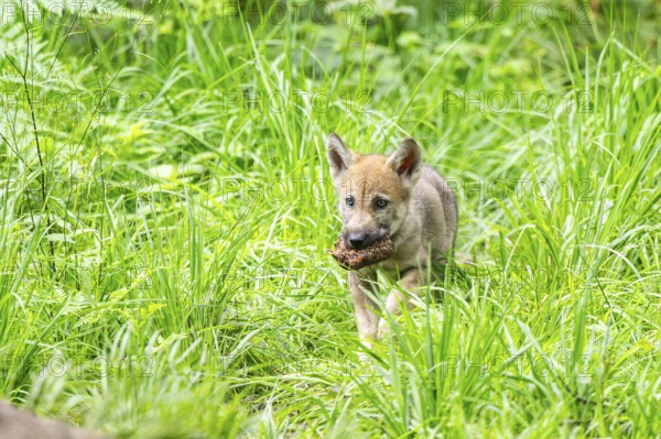 Eurasian wolf (Canis lupus lupus) cub (youngster) walking in the forest, Hesse, Germany