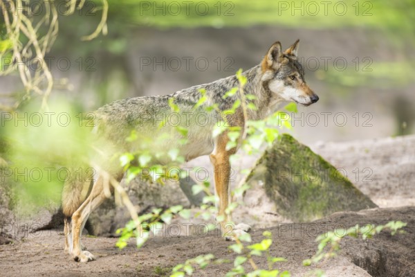 Eurasian wolf (Canis lupus lupus) standing on a little sand hill in the forest, Hesse, Germany